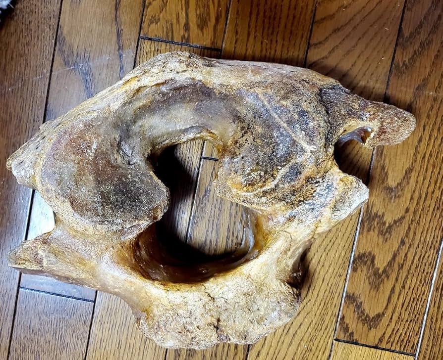 マンモスの歯の化石本物 マンモスの歯の化石発見 野付半島沖【別海】 | 北海道ニュースリンク